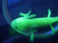 gfpaxolotl.jpg