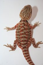 orangetransleathermale2.jpg