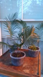 IMAG0780.jpg