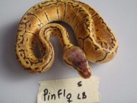 PinF1LB4F-1.JPG