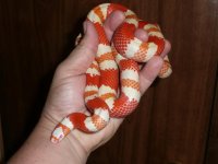 Amel Hondo in hand.jpg
