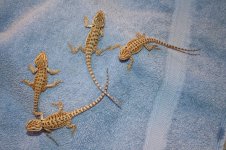 Dragons 2-18 004.jpg