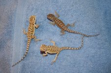 Dragons 2-18 007.jpg