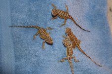 Dragons 2-18 010.jpg