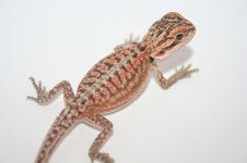 Dunner poss het hypo female.jpg