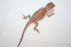red dunner female poss het hypo.jpg
