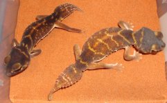 sasauge pair1.jpg