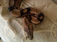 IMG01012-20111122-1038.jpg