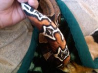 IMG01009-20111122-1037.jpg