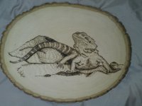 Beardie.jpg