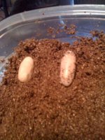geckoeggs.jpg