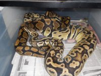 YB HET CLOWN X PASTEL HET.JPG