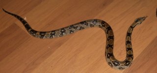 longicauda 003.jpg