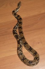 longicauda 004.jpg