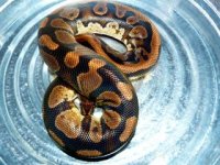 Aberrant%20Granite%20(M)%20001.jpg