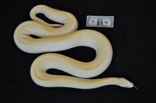 1 Breeder Male.jpg
