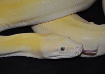 2. Breeder Male .jpg