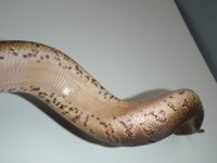 PC184055.jpg