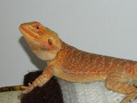 xmas 2012 090.jpg