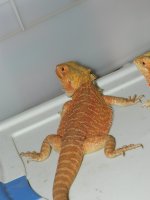 xmas 2012 095.jpg