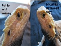 Patches Eyes (1024 x 768).jpg