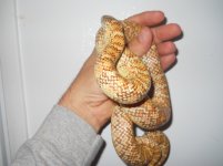 hypo female 1.1.JPG