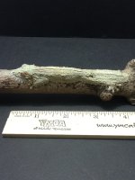 uroplatus pics 2011 142.JPG