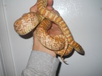 hypo female 1.2.JPG