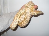 Peanut butter female 1.2.JPG