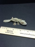 uroplatus pics 2011 144.JPG