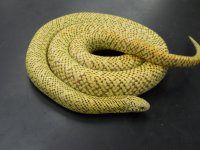Hypo Brooks Male.jpg