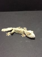 uroplatus pics 2011 145.JPG