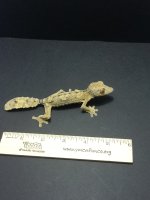 uroplatus pics 2011 146.JPG
