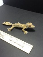 uroplatus pics 2011 148.JPG
