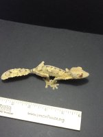 uroplatus pics 2011 150.JPG