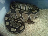 IMG00898-20120129-1345.jpg