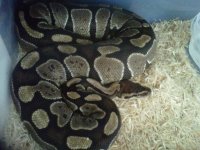 IMG00899-20120129-1346.jpg