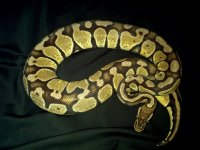 IMG_20111214_095856.jpg