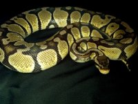 IMG_20111214_100032.jpg