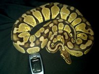 IMG_20111214_100314.jpg