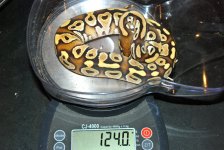 female mojave.jpg