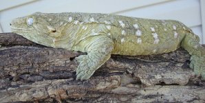 leachiefks1.jpg