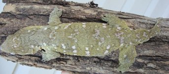leachifks2.jpg