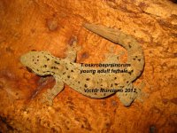 Theca female (640x480).jpg