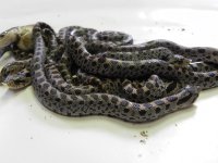 Southern Hognose 2  10 09 2011.jpg