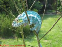 nosy_faly019.jpg