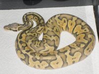 ball python babies 059.jpg