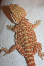 orangetransfemale.jpg