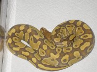 ball python babies 060.jpg
