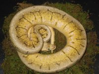 ball python babies 071.jpg